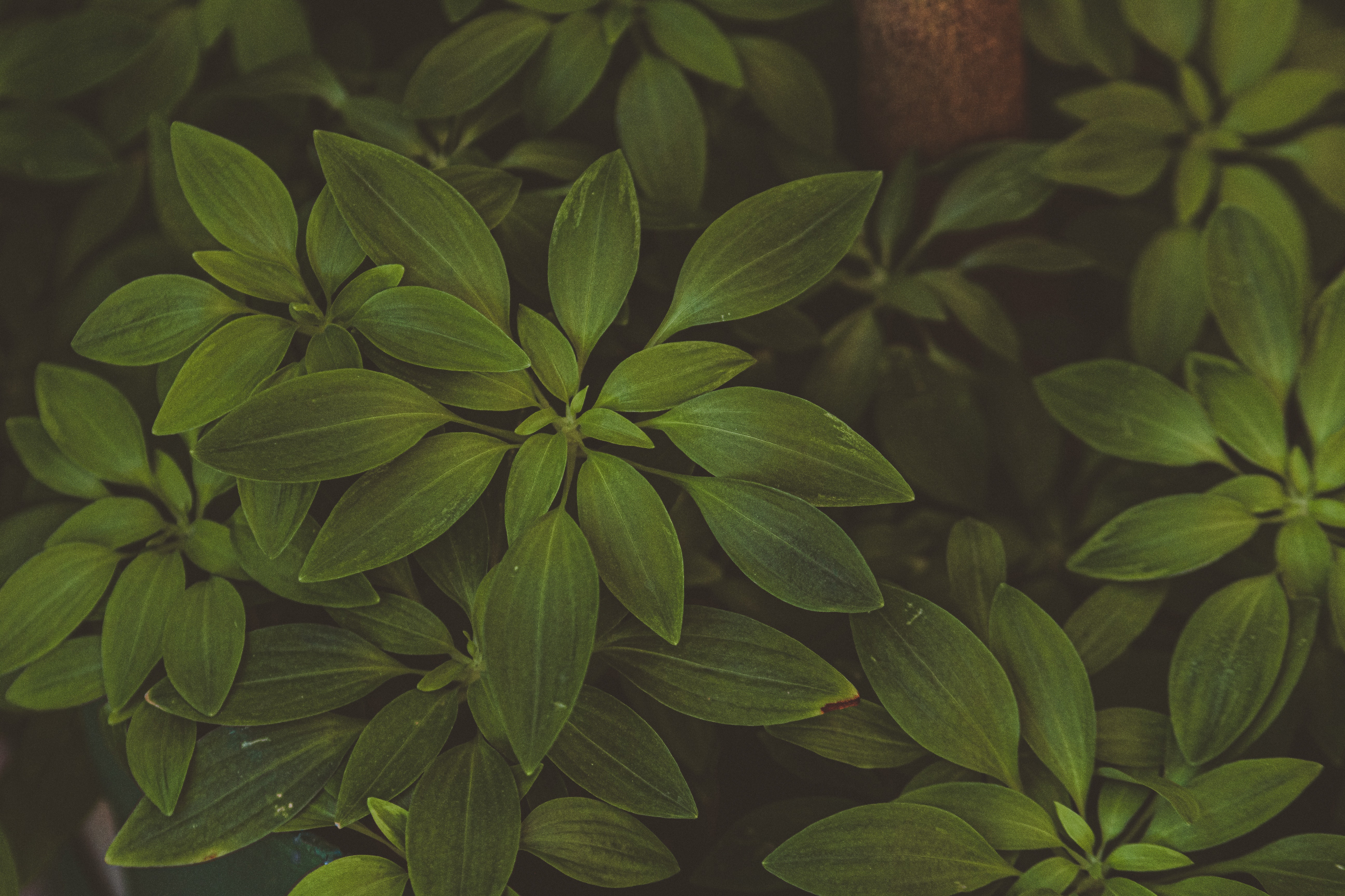 green plants